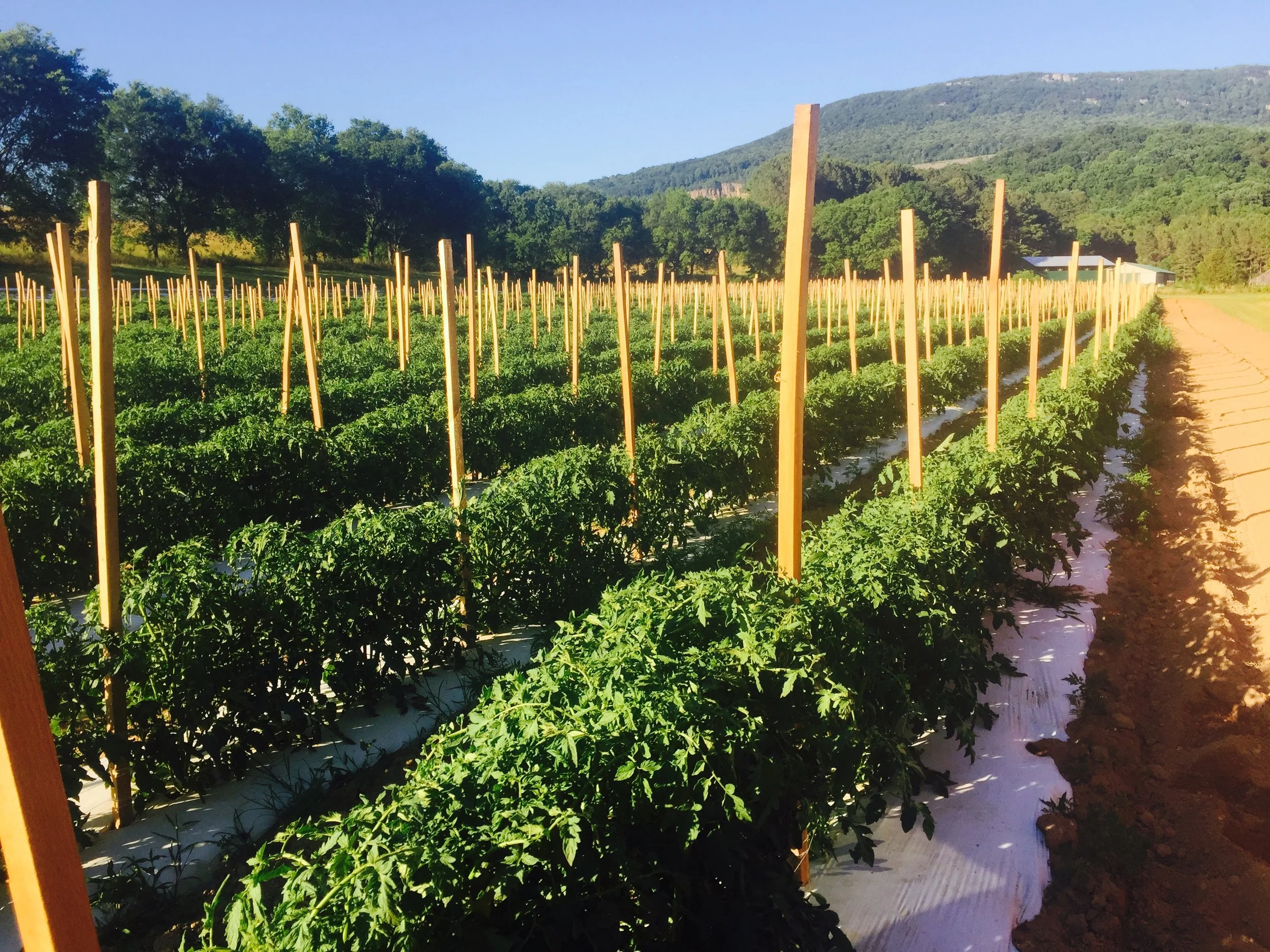【ht_plants farm】 FAQ — Signal Mountain Farm